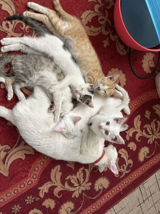 Котята в хорошие руки отдам