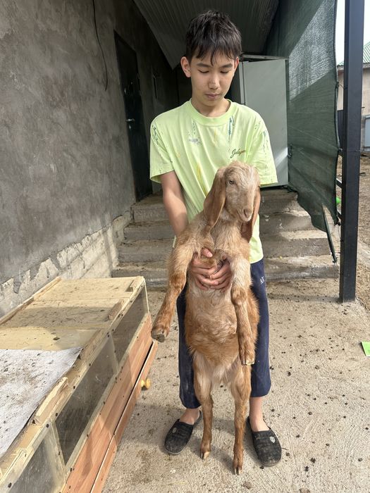 Камори битал коза