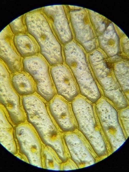 микроскоп СССР ( советский )