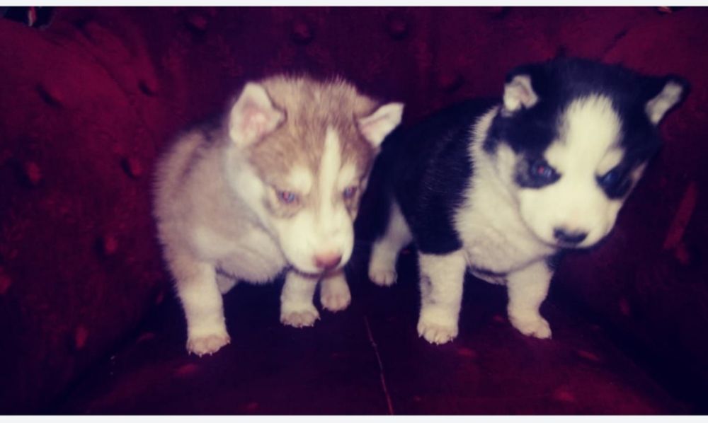 Сибирские хаски срочно