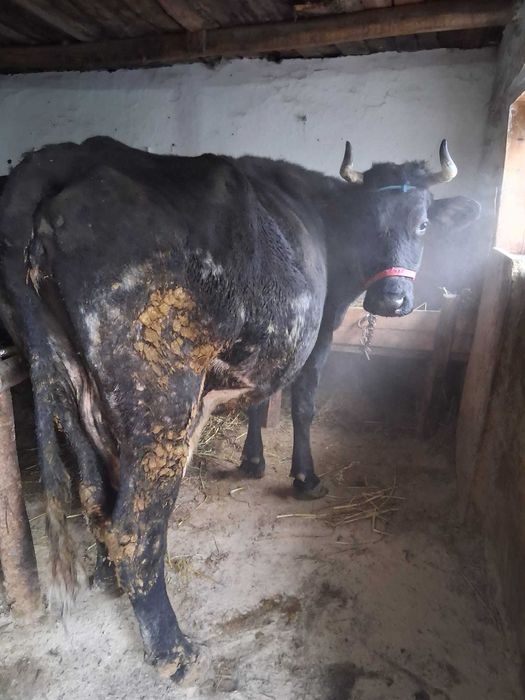 Cal de vanzare semigreu