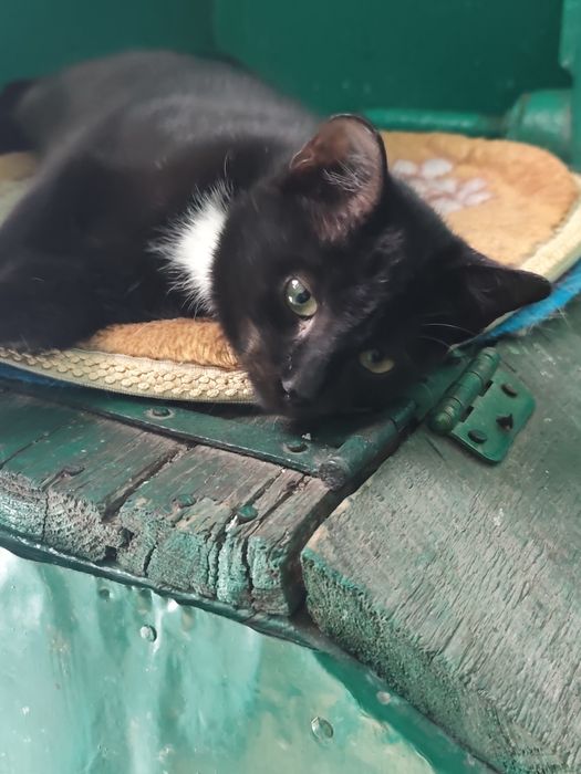 Котенок девочка в добрые руки