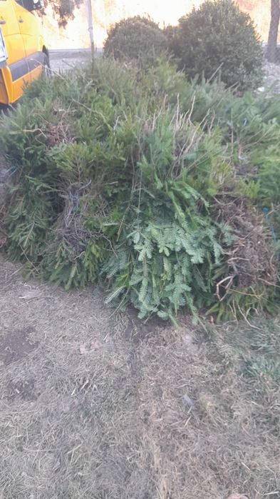 Puieti ,mesteacan,tei,