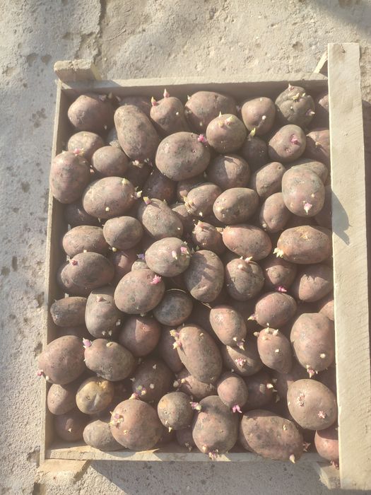 Qizil kartoshka urug'