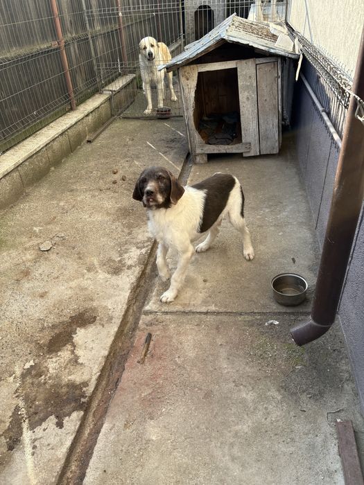 Donez brac germac sârmos