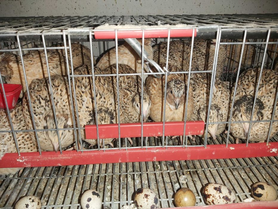 Prepelite outoare Jumbo Gold