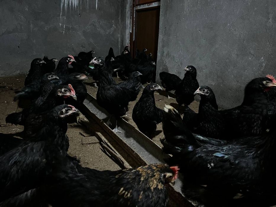 4 oylik tovuqlar sotilmoqda