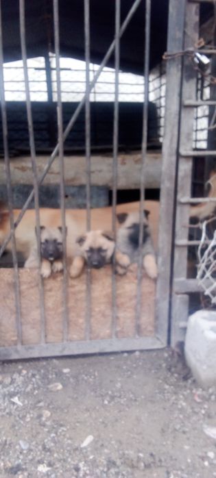 Бельгийская овчарка