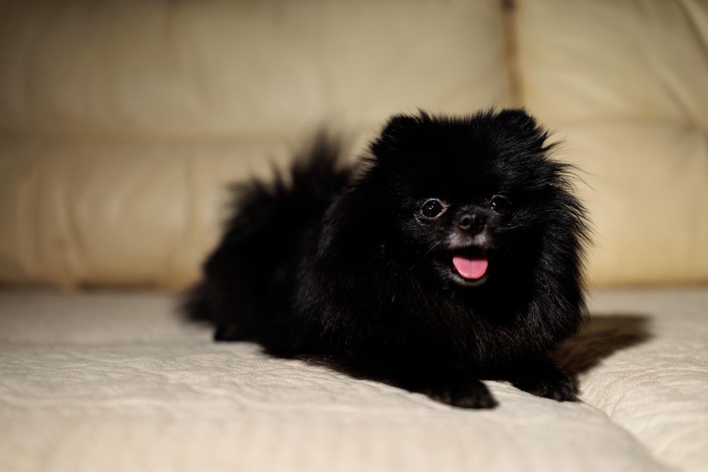 Девочка немецкого шпица