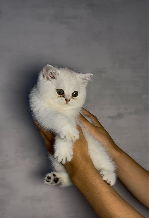Британский пойнт шиншилла