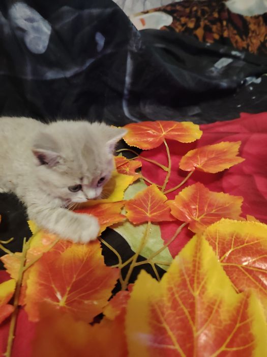 Британские малыши