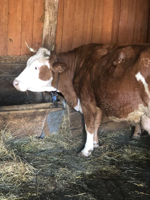 Vând vacca gestanta ân 5 luni cu 15 kg lapte