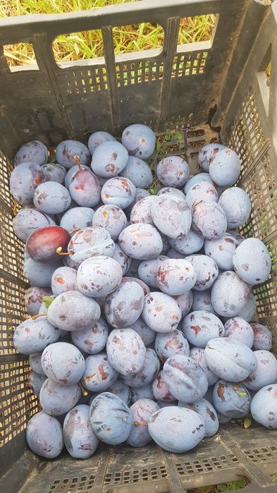 „Сливи СТЕНЛИЕЙ 32+ мм | 0,40 €/кг | ЕДРИ И СОЧНИ | Транспорт“