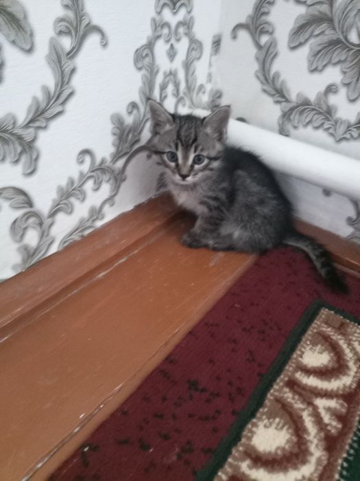 Котята мальчики полосатые шустрые