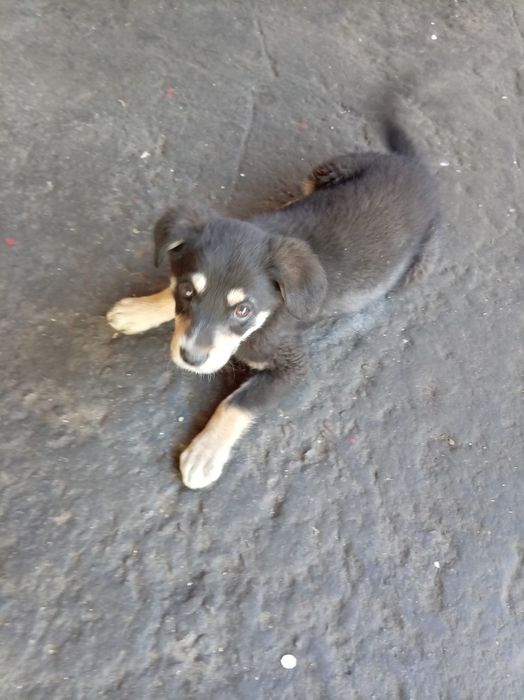 Отдам щенка звоночек