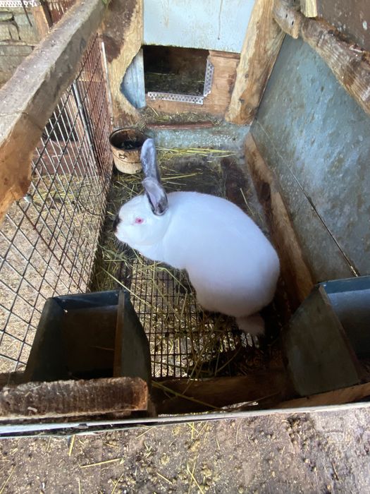 Свободни зайци за продажба