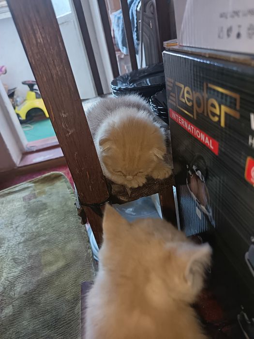 Mushuk bolachalari srochna sotiladi