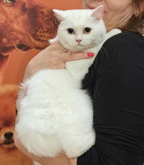 Британски късокосмести чисто бяло момиче и синьо -ОФИЦИАЛЕН РАЗВЪДНИК