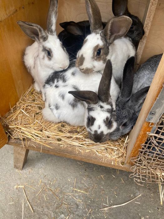 Куёнлар сотилади