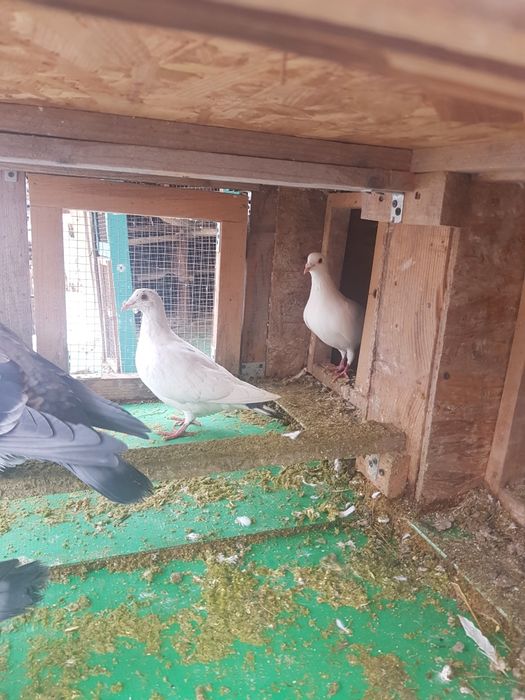 Vând porumbei  voiajor