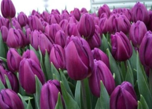 Тюльпаны оптом к 8 Марта.