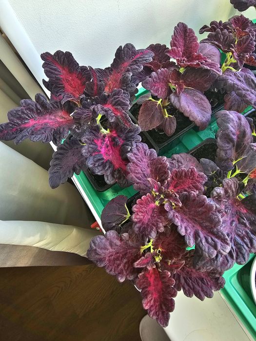 Колеус 500 тг...