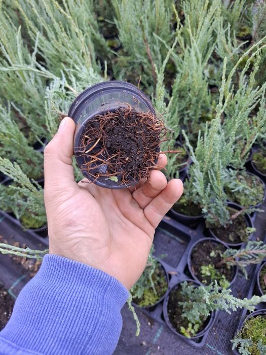 Юниперус Skyrocket в саксия