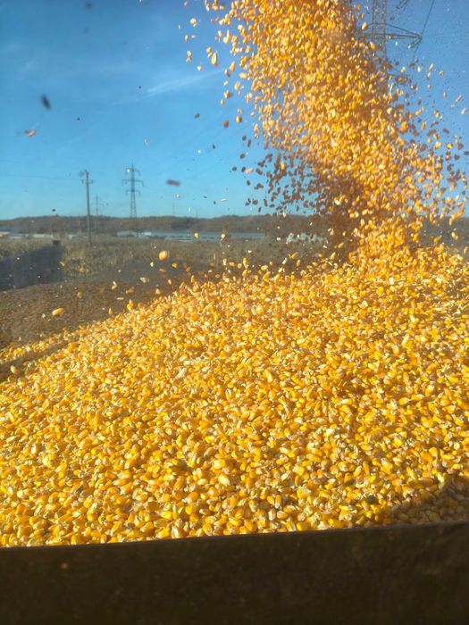 Vând porumb DKC calitate superioara