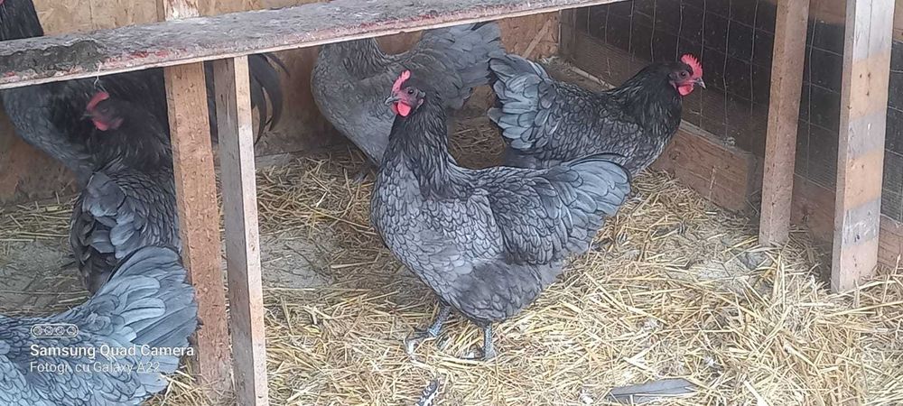 Oua de incubat rasa marans