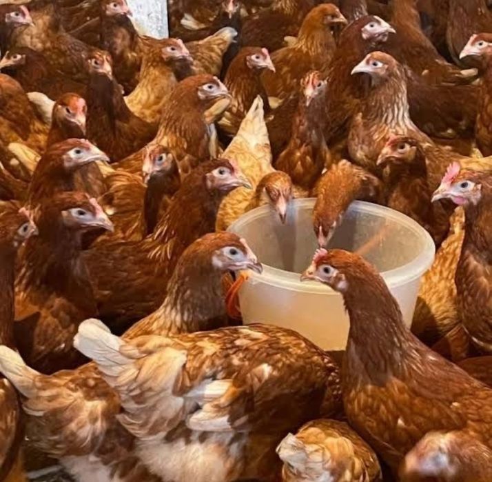 Куры молодые 4 месяца