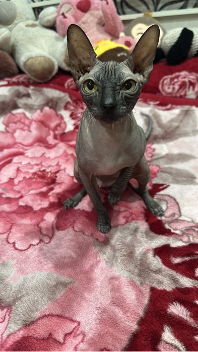 Кошка.  Три года .