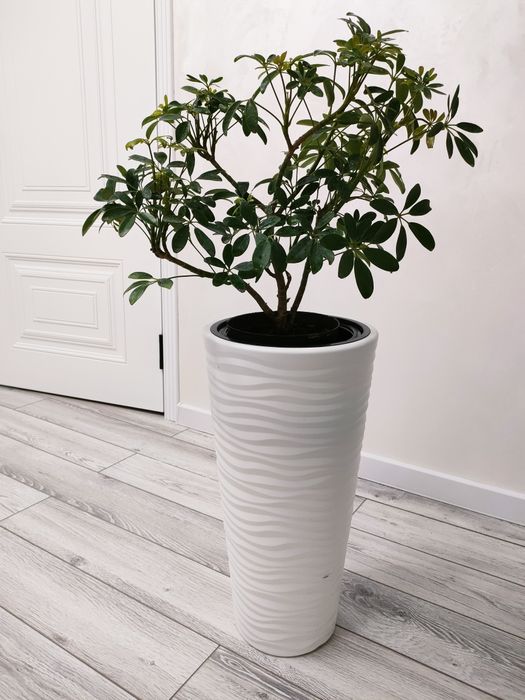 комнатные цветы, доставка