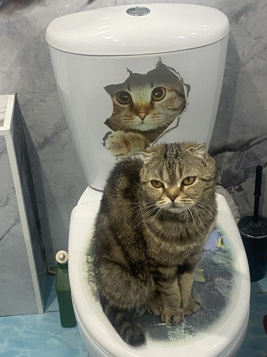 СРОЧНО Продам вислоушку