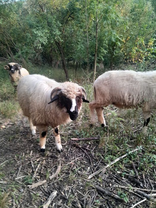 Vând un mior și 5 noatini