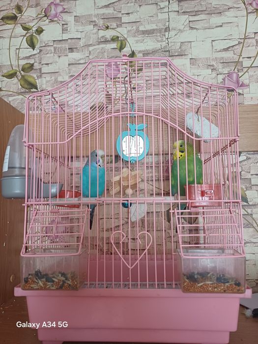 Попугаи продам срочно