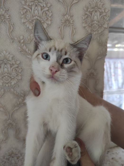 Отдам даром в добрые руки