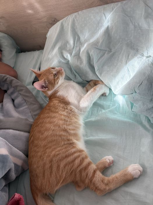 Мъжко коте на 7 месеца