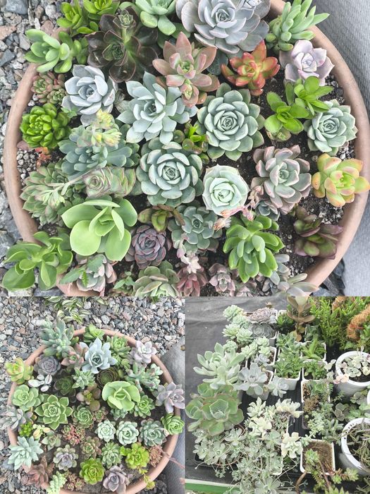 Разные растения в наличии