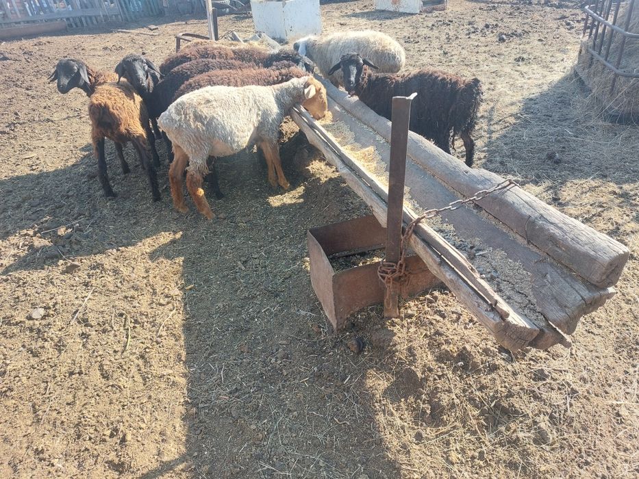 Продам овец на развод в костанае