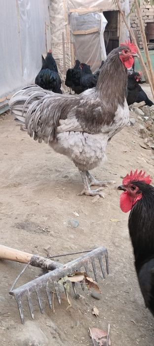 Джерсиски гегант тухум ва жужасига заказ оламиз