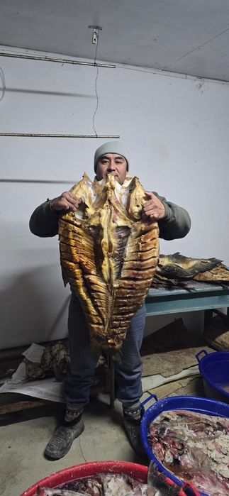 Ысталған ірі, көлемді балықтар! Капченний рыба