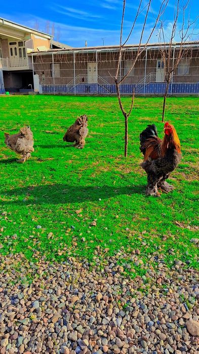 Brama kurapat tuximlariga zakaz olamiz