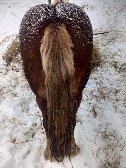 Armăsar 3 ani și 6 luni