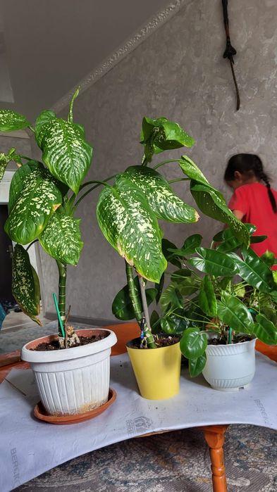 Комнатный растения