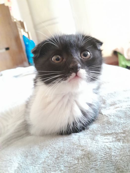 Garbiy porno tomosha