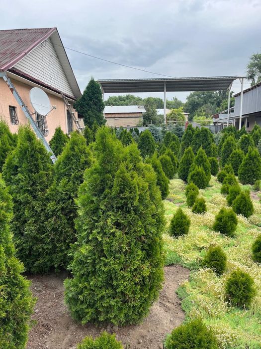 Туя смаракта, ель