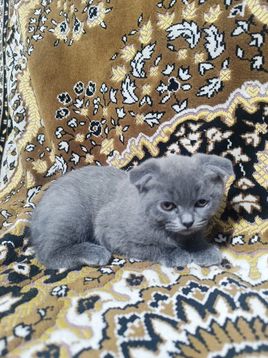 Продаются котята