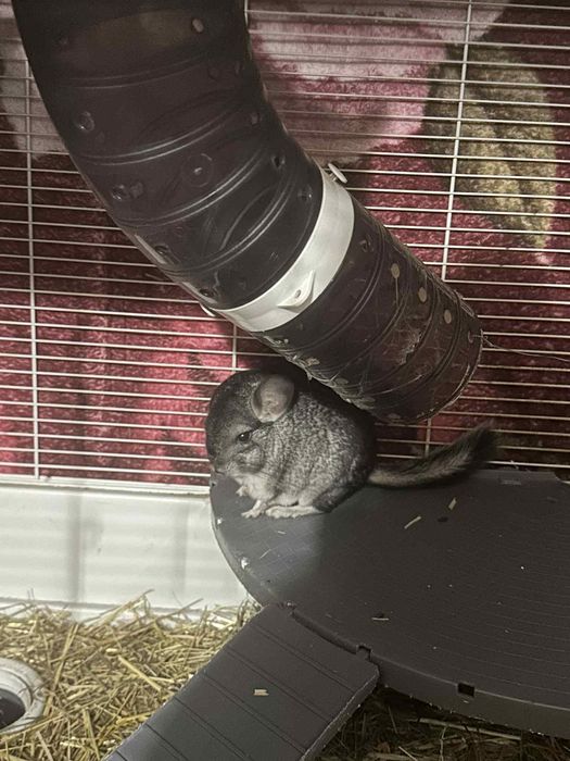 Chinchila animal de companie origine Danemarca