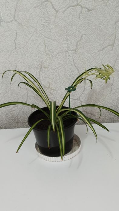 Продам комнатные цветы.