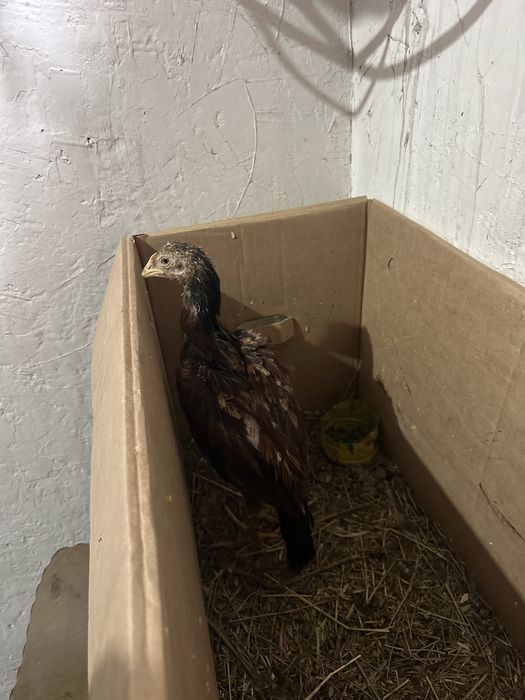 Продаётся молодые петушки дакан